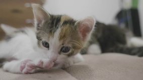 small three-colored kitten lies on the bed slow motion video. small furry cat pet. fluffy kitten lifestyle concept