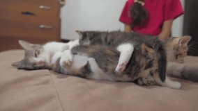 the cat licks the tongue of a small kitten played slow motion video. cat mom and little kittens lie on the couch . cat and kittens lifestyle concept