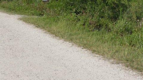 injured after territorial fight alligator crossing a park trail
