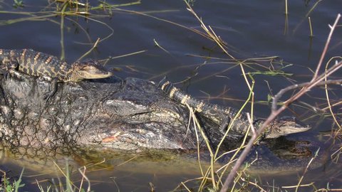 Mother Alligator with Babies on her back and head
