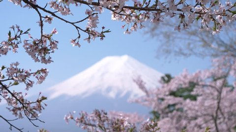 Mt. Fuji Framed by Cherry Blossoms 