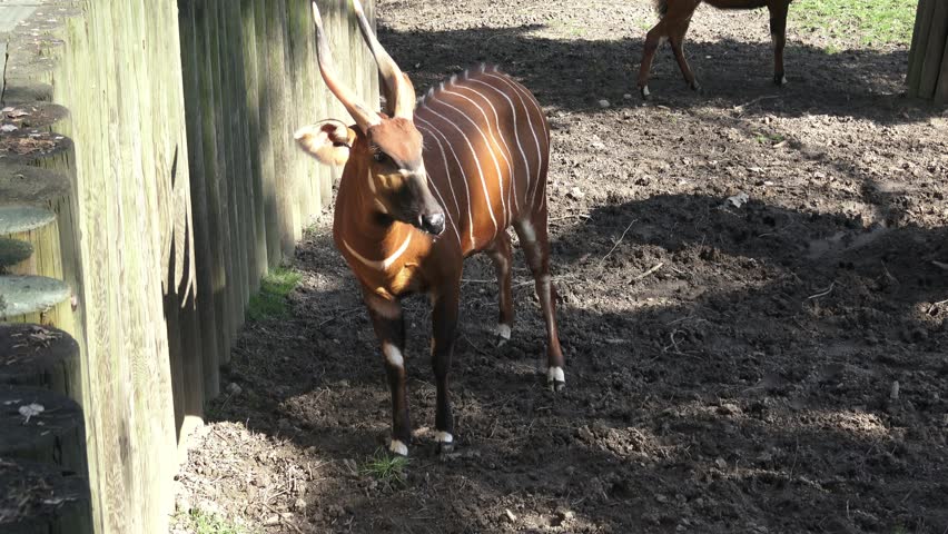 Mountain bongo antelope Tragelaphus eurycerus. Extremely rare animal.
