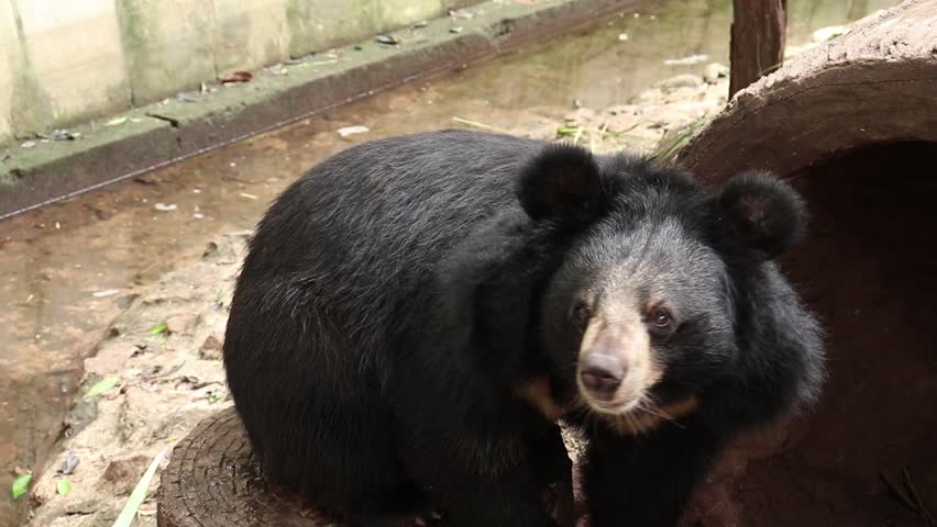 Asian black bear is eating some of banana,Ursus thibetanus. Royalty-Free Stock Footage #1012126019
