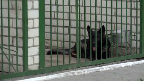 Military working dog (Black  German Shepherds) in the kennel.
