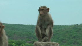 Monkeys On The Way:  Some Monkeys Sitting Roadside On The Way Of Hills Station Tamil Nadu, India