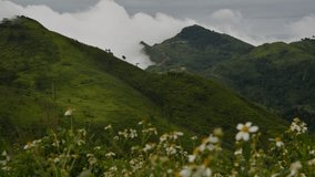 Timelapse of Pha Tang mountain with a beautiful flowers foreground and clouds in Chiang Rai, Thailand.