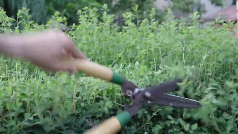 Male gardener pruning a bushes in the garden with scissors.