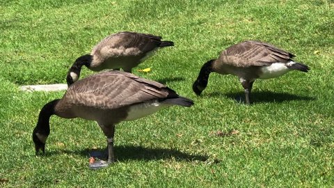 Canadian Geese eating on the grass at a park with a fountain. ducks eating grass, Ducks in California. California birds. 