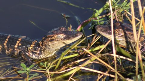 baby alligators sunning in a swamp
