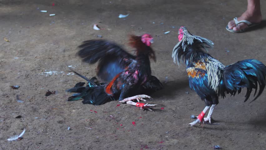 Rooster fighting blades for sale