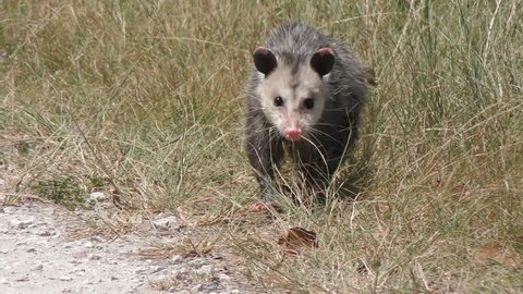 young opossum walks in Florida grassland
