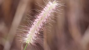 Autumn background : Dry Grass and sunlight in windy with colorful sunset or sun rays for relaxing mood in summer day - Powered by Shutterstock - Get 15% off with code: PIKWIZARD15
