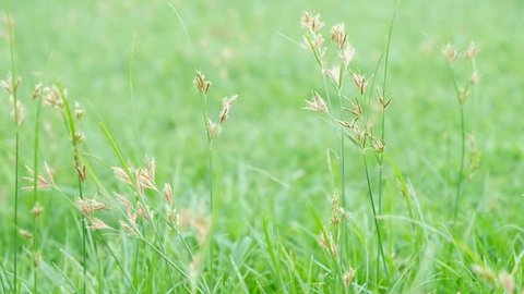 Brown Flower Nut grass (Yellow nutsedge, Coco grass, Cyperus rotundus Linn.) is swaying in the wind on a green background.