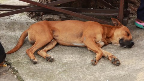 Panama city, Panama - May 21, 2018: Street dog sleeping on sidewalk