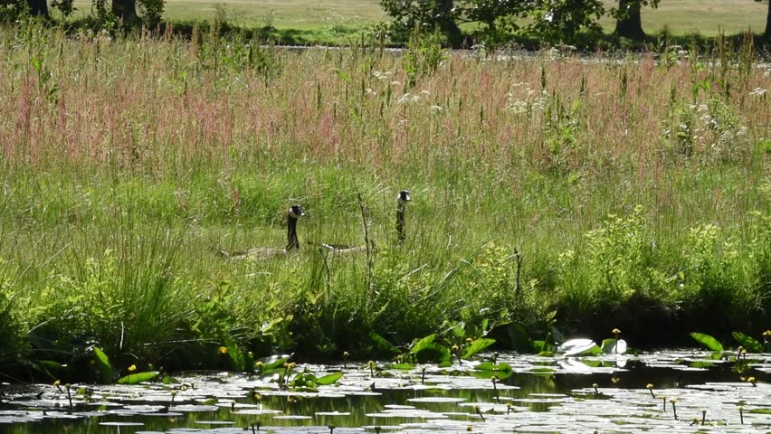 Geese at a pond in Drottningholm, Stockholm