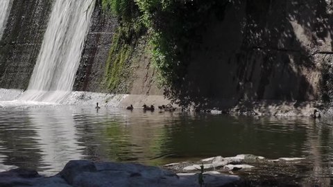 Wild ducks near a waterfall