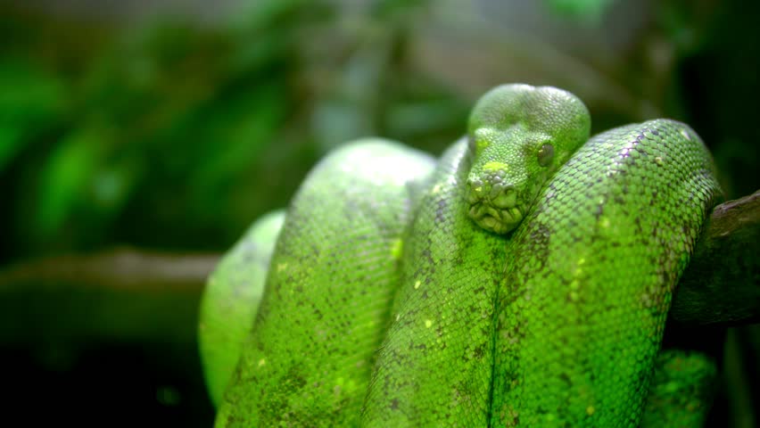 Green tree python - Morelia viridis 