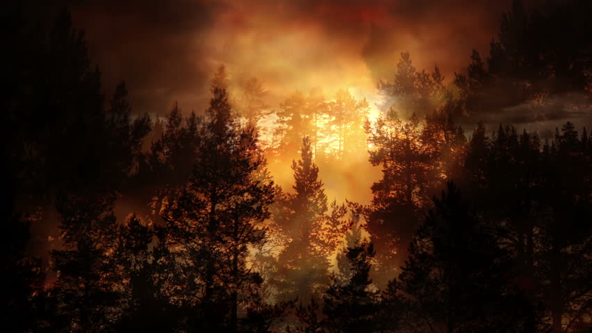 Forest and evening light background animation | Shutterstock HD Video #1012153343