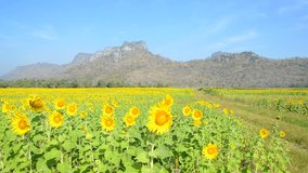 
Beautiful Sunflower field with mountain background in sunny day, Thailand