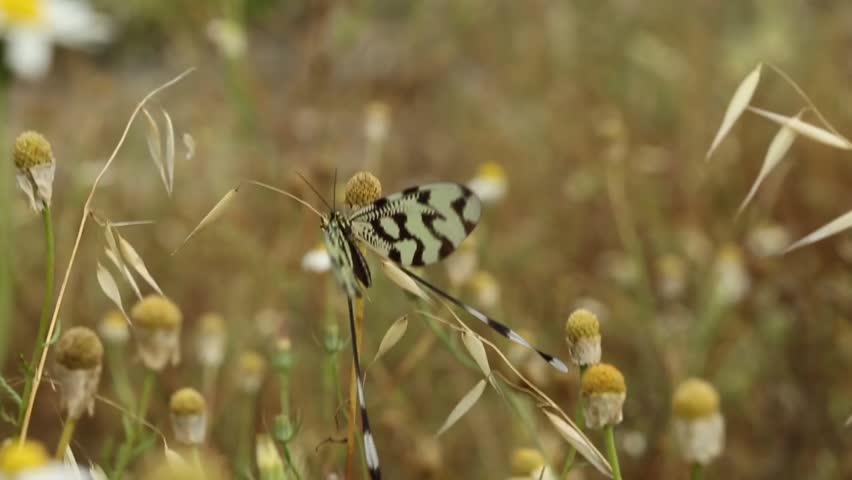 Butterfly on grass