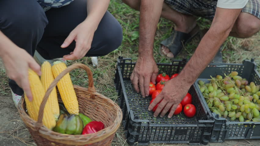 Top view of a close-up shot of a wicker basket with ripe seasonal fruits and vegetables from your own garden without chemicals and pesticides. Farmers are sorting out their own crops of tomatoes, corn Royalty-Free Stock Footage #1012163726