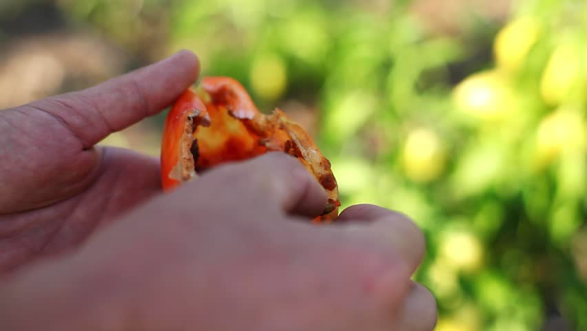 Pepper field is infested. Concept of pests, larva, insects at organic farm, agriculture. Shooting with shaking camera, close-up.