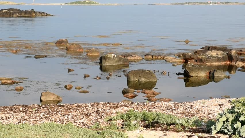 Adult female ducks with lots of ducklings swimming and feeding along a rocky and shallow shore.