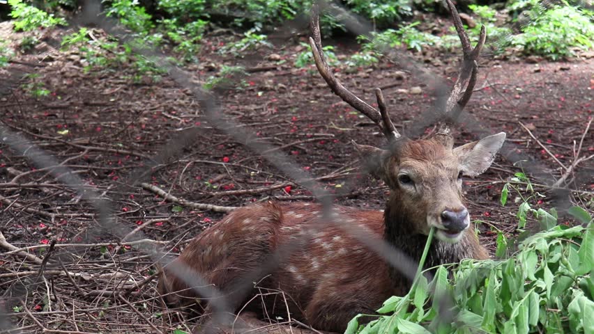 Cute male spotted deer or Chital is sleeping on the dirt ground. Royalty-Free Stock Footage #1012166930