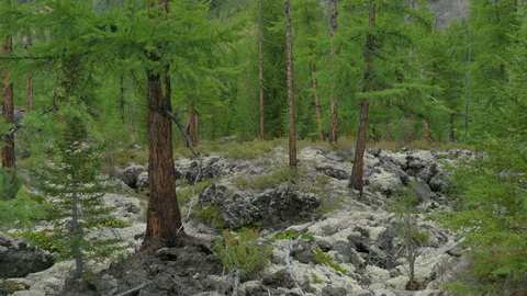 Green fir forest on moss and rocks Pine Trees , untouched spruce, growing in mountains. Wild nature of Siberia, summer landscape.