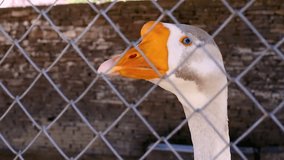 Macro video filming motion white goose in a close-up cage
