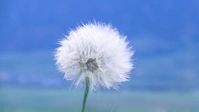 Dandelion blowing, slow motion, blue background