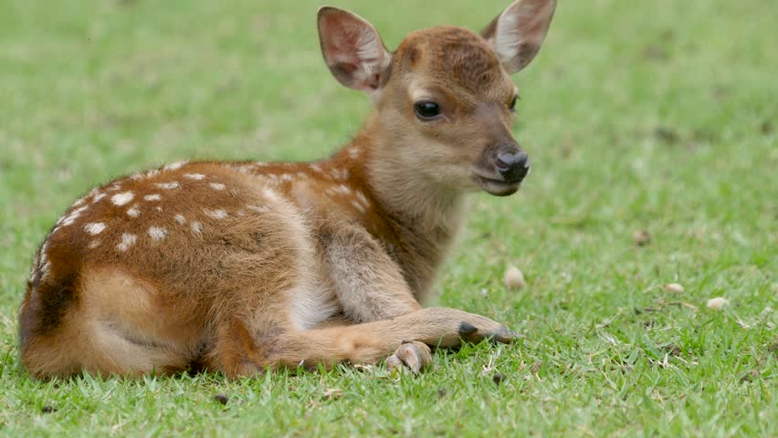 fawn-sleeping-on-grass-image-free-stock-photo-public-domain-photo