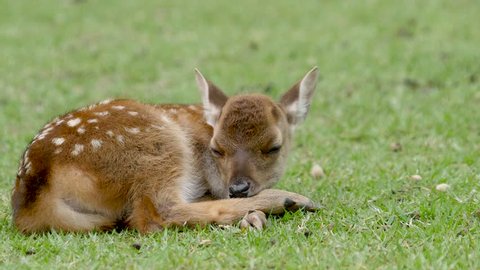 Cute baby deer sleeping on a short green grass field , a little fawn take a nap on meadow close up