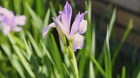 Macro video filming motion blossoming iris flowers closeup in the sun