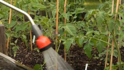 Watering tomatoe plants with water spray lance in small farm garden