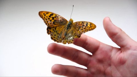 butterfly on the child's hand stirs the wings.