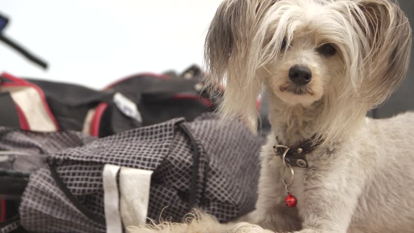 cute doggy with shaggy ears looks at you
