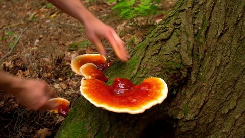  Reishi  mushroom (Ganoderma Tsugae) harvest in the wild 