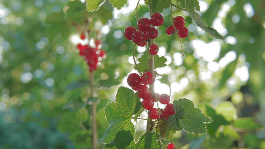 Red Currant hanging on a bush in the garden.Red currant ripening on the branch.