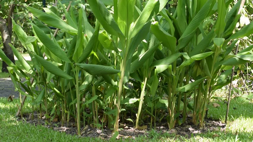 আদা চাষ লাভজনক উপায় ও পরামর্শ
