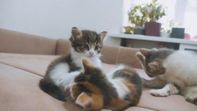 two kittens are played on the couch slow motion video. kitten lifestyle playing concept two kittens and a cat pet