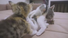 two kittens are played on the couch slow motion video. kitten playing concept two kittens lifestyle and a cat pet
