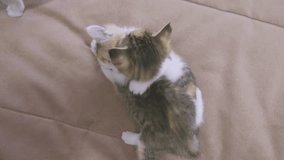 two kittens are played on the couch slow motion video. kitten playing concept two kittens and a lifestyle cat