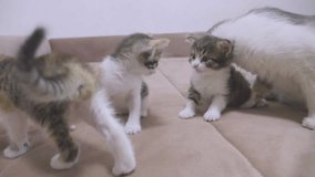 kitten shakes his head funny. the cat licks the tongue of a small kitten slow motion video. cat mom and little kittens lie on the couch. cat and kittens lifestyle concept pet