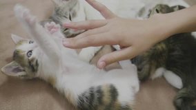 Kitten is played with a person's hand. small kitten three-color slow lifestyle motion video. kitten playing concept