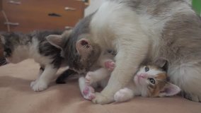 the cat licks the tongue of a small kitten slow motion video. cat mom and little kittens lie on the couch. lifestyle cat and kittens concept