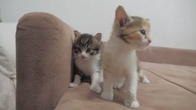 two kittens are played on the couch slow motion video. kitten lifestyle playing concept