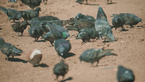 flock of pigeons birds on the ground looking for a grain eat slow motion video. many pigeons on the soil go looking for food. doves birds lifestyle on the soil concept