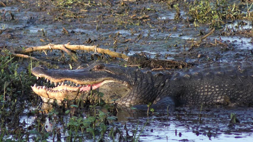 large alligator sunset florida swamp Stock Footage Video (100% Royalty ...