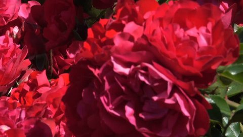 Garden red roses bloom in bright sunny and windy summer day video footage with the effect of moving the camera and zooming